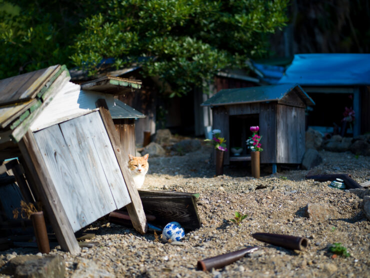 Tranquil island shed, lazy cat outdoors