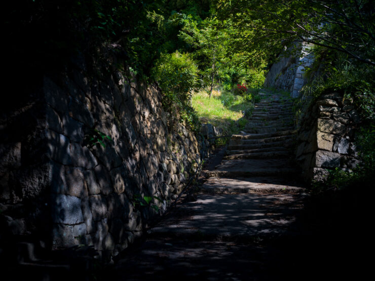 Enchanting Japanese forest trail