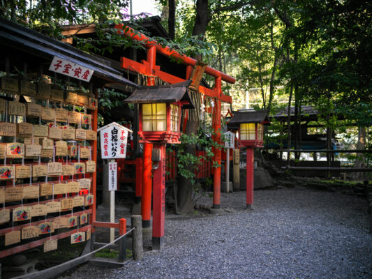 Kyotos serene bamboo forest sanctuary, Arashiyama.