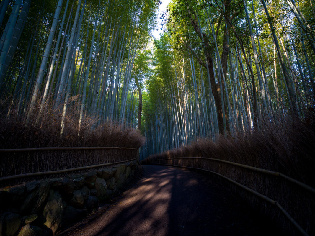 Arashiyama Bamboo Grove