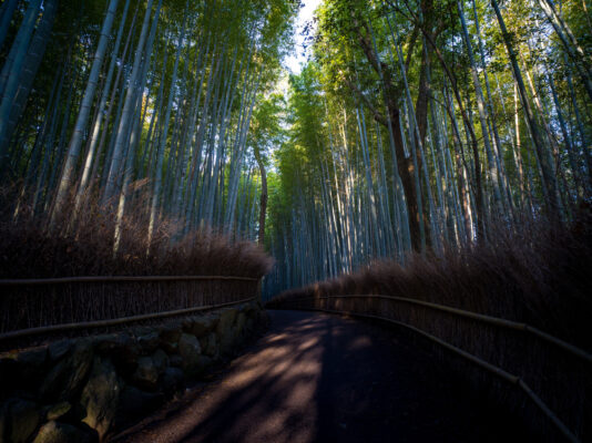 Enchanting Bamboo Forest in Kyoto, Japan: Serene beauty of towering bamboo stalks.