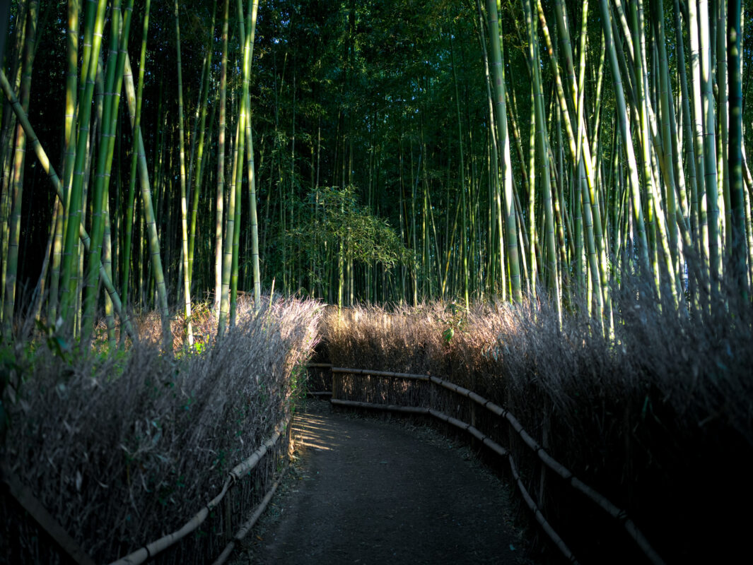 Arashiyama Bamboo Grove