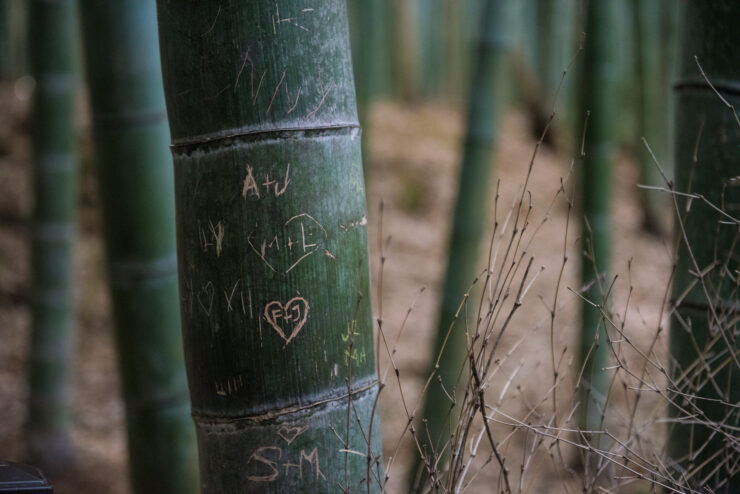 Tranquil Bamboo Grove, Arashiyama, Kyoto