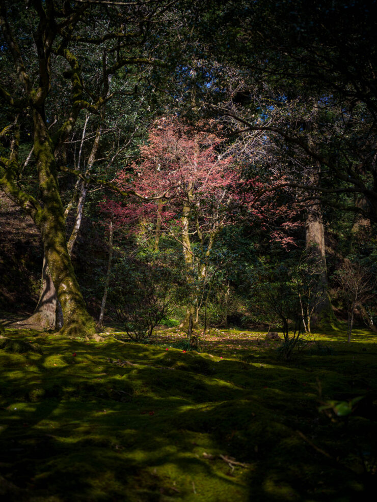 Natadera Temple: Serene beauty in lush forest with blooming trees and ancient architecture.