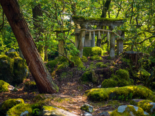 Serene Natadera Temple, Forest Sanctuary Oasis