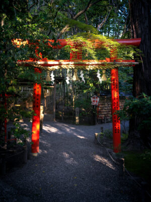 Tranquil Kyoto Bamboo Trail, Sunlight Dappled