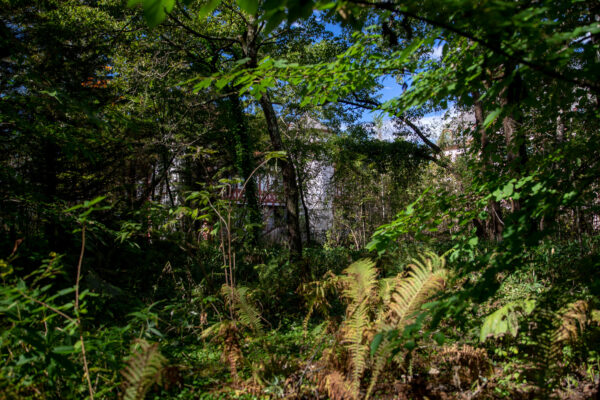 Enchanted abandoned forest theme park ruins