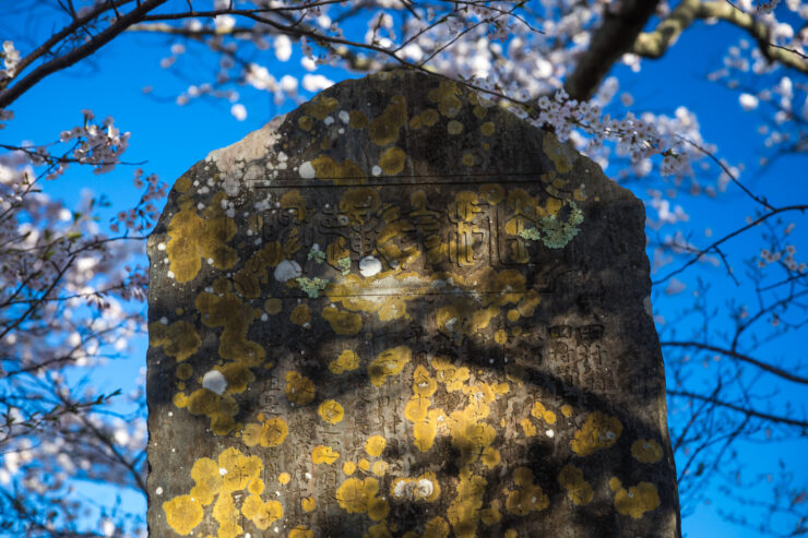 Gnarled ancient Japan cherry tree in bloom