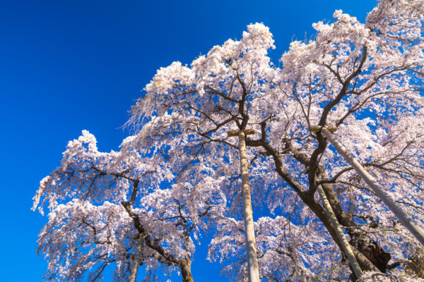 Stunning ancient Japanese cherry tree cascade.