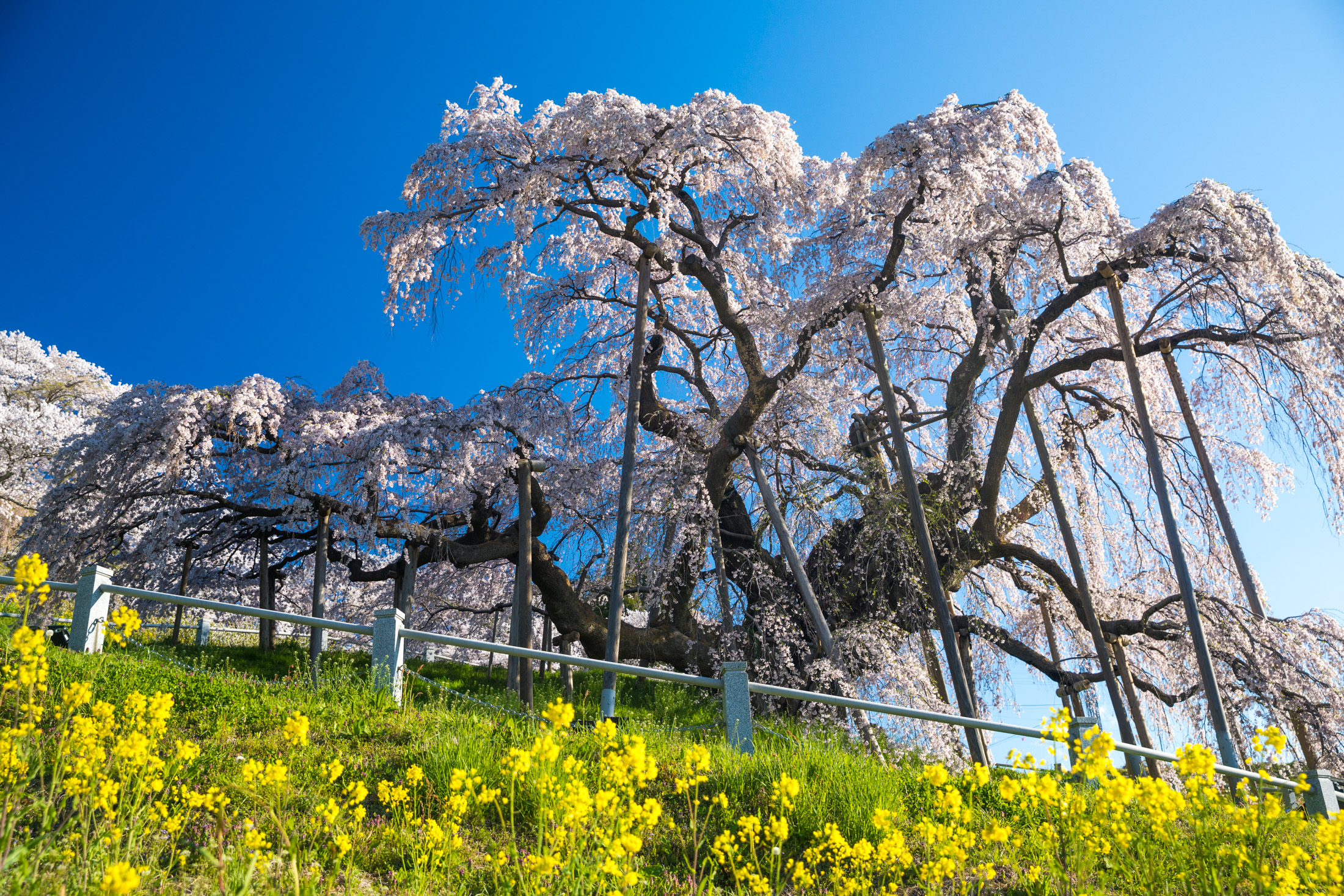 Miharu Takizakura (三春滝桜)