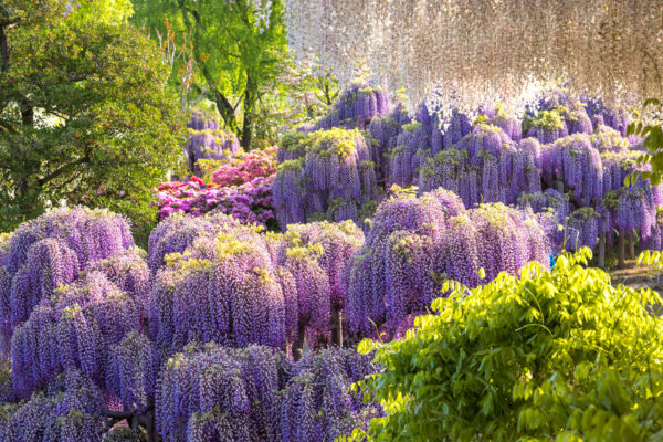 Enchanting wisteria blooms in vibrant display at Ashikaga Flower Park, Japan.