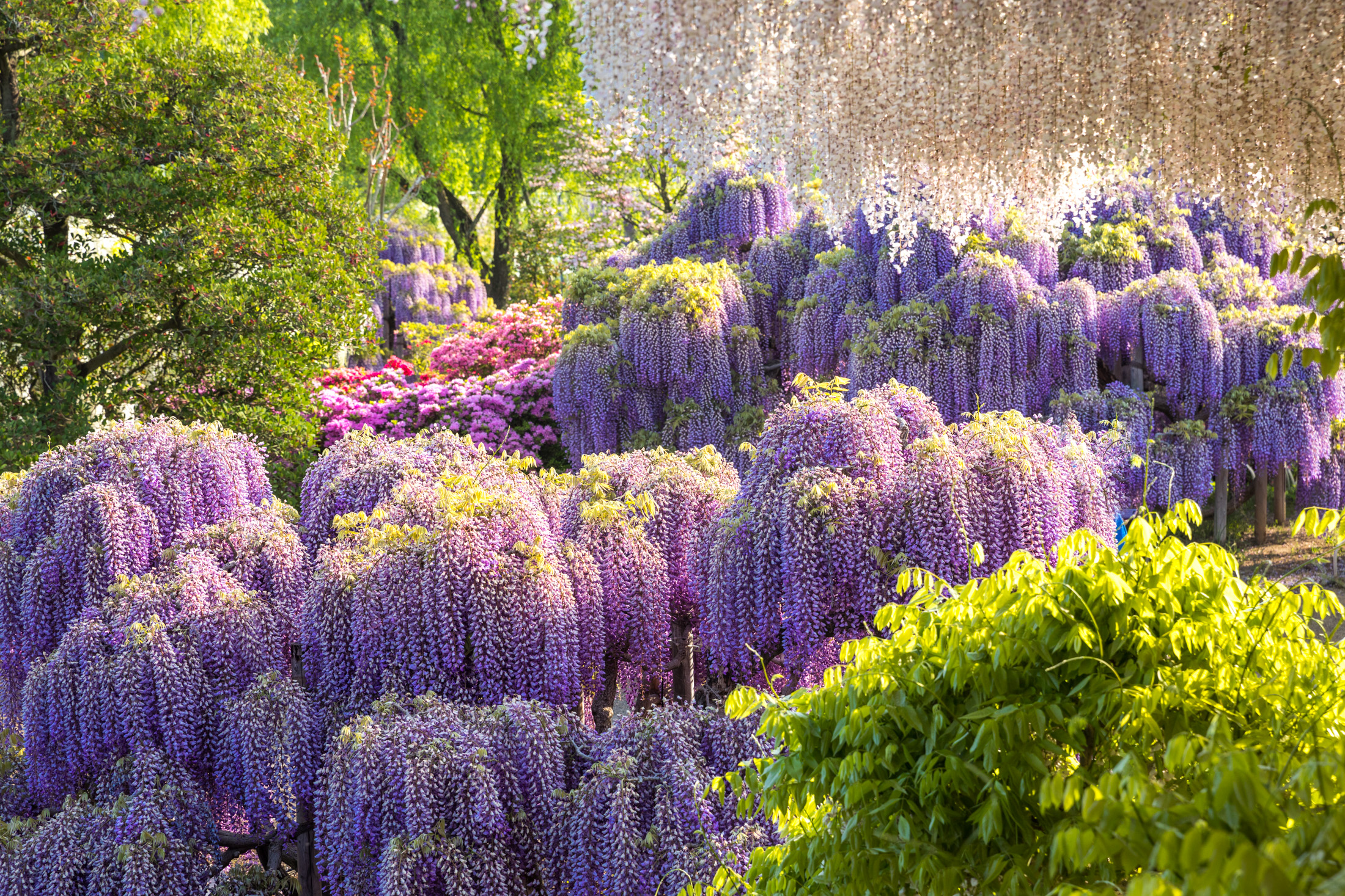 Ashikaga Flower Park