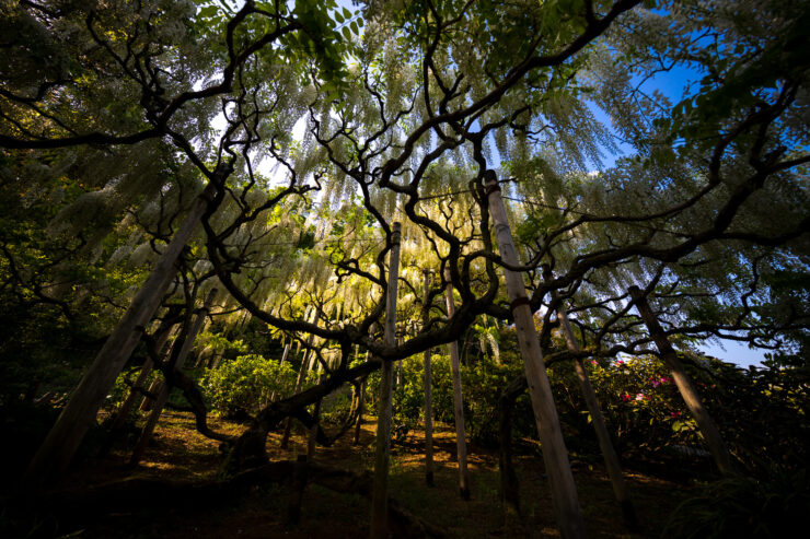 Ethereal Wisteria Canopy at Ashikaga Flower Park