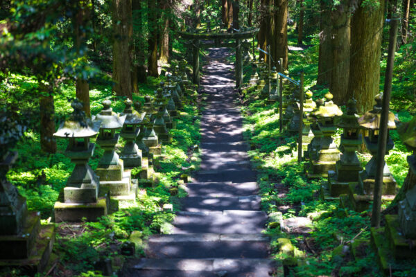 Tranquil forest pathway with stone lanterns leading to Kamishikimi Shrine, surrounded by lush greenery.