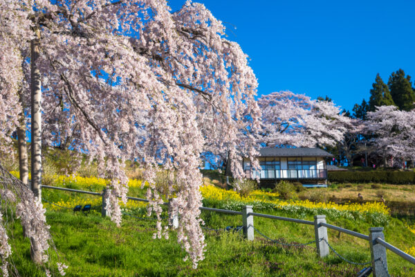 Miharus ancient weeping cherry tree in bloom