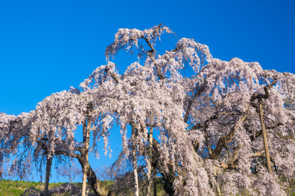 Ethereal Miharu cherry cascade, Japans floral heritage