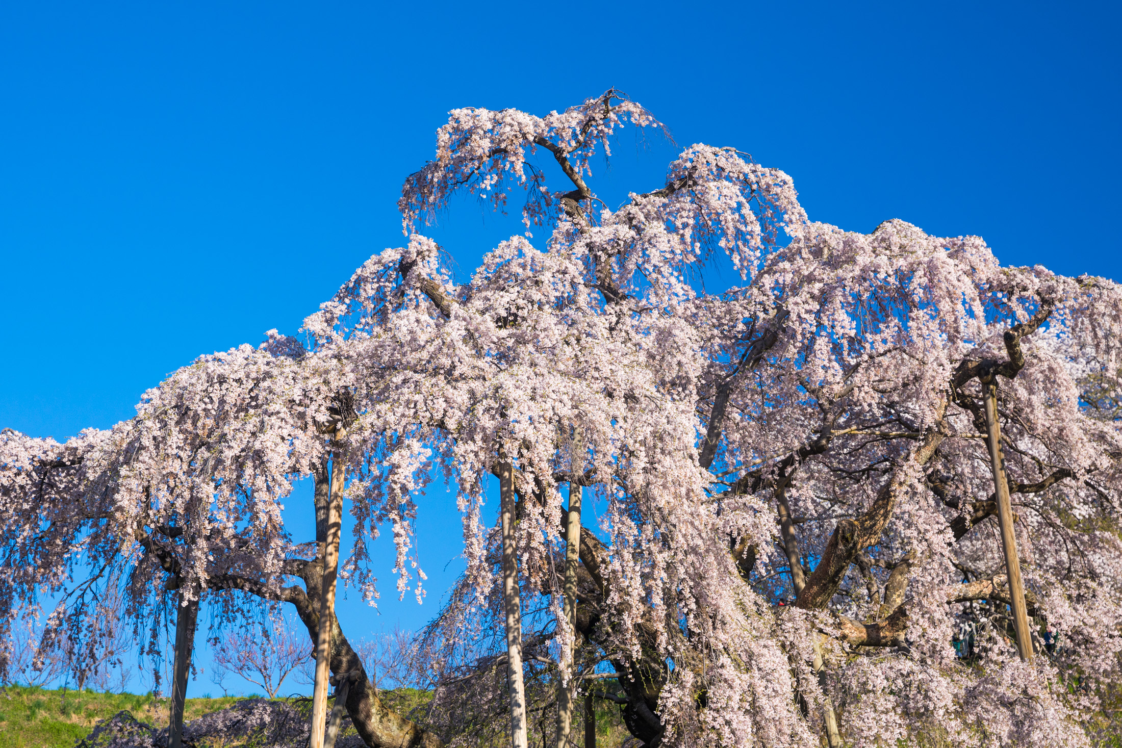 Miharu Takizakura (三春滝桜)