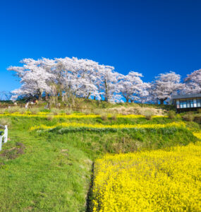 Miharus ancient weeping cherry tree wonderland.