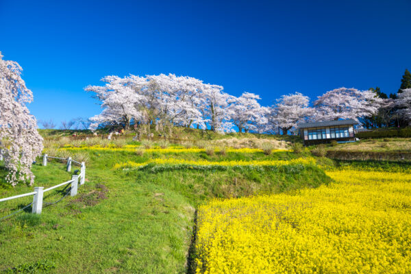 Miharus ancient weeping cherry tree wonderland.