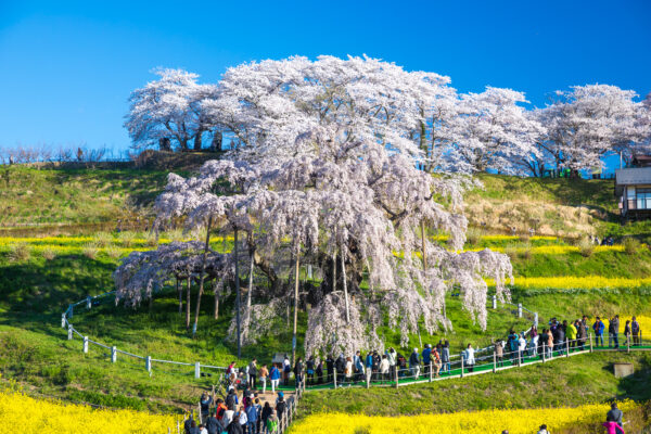 Ancient weeping cherry tree Miharu Takizakura blooms majestically.