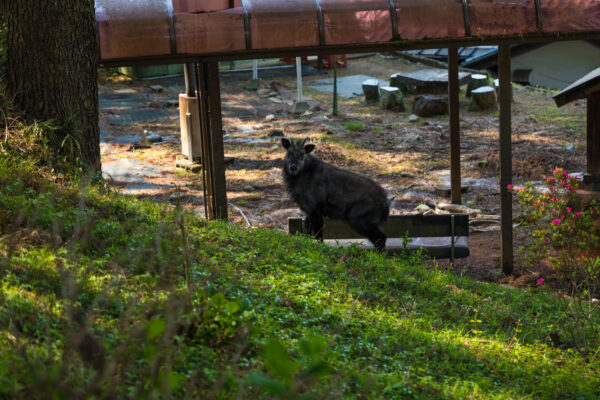 Tranquil Japanese temple nature scenery cat