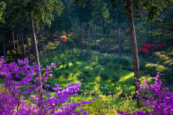 Serene azalea forest at historic Buddhist temple, Japan