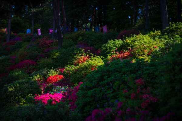 Serene Azalea Haven: Japanese Temple Garden Oasis