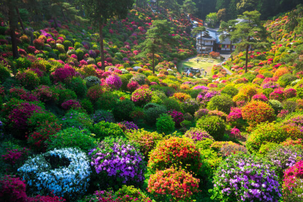 Serene Japanese temple garden, blooming azaleas.