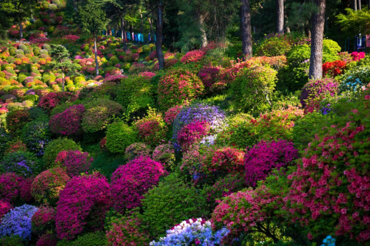 Shiofune Kannon-ji Temples Stunning Azalea Garden, Japan