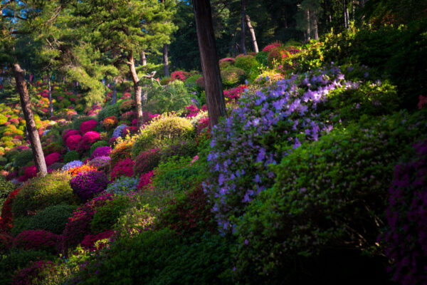 Azalea Garden at Historic Japanese Temple