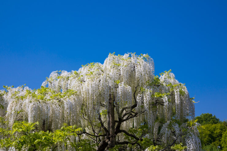 Vibrant Wisteria Floral Cascade at Ashikaga Park, Japan