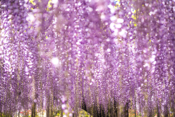 Ethereal Wisteria Tunnel, Ashikaga Flower Paradise