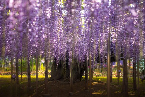 Dreamy Lavender Wisteria Tunnel at Ashikaga Flower Park