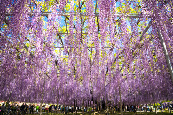 Vibrant Wisteria Canopy at Ashikaga Park, Japan