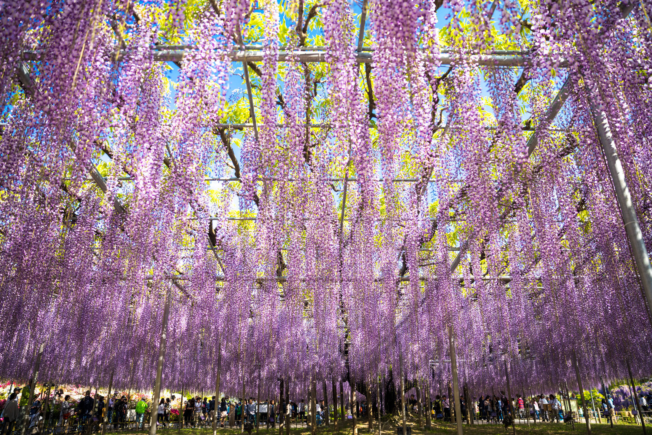 Ashikaga Flower Park