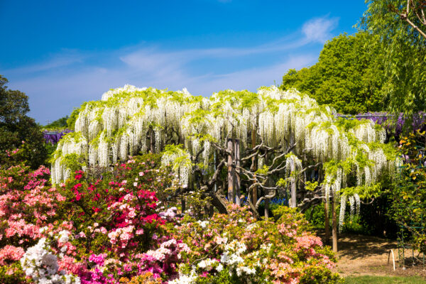 Stunning Wisteria Tunnel at Ashikaga Flower Gardens, Japan