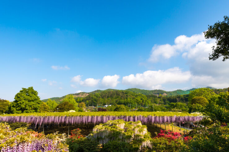 Wisteria Tunnel, Ashikaga Flower Park, Japan