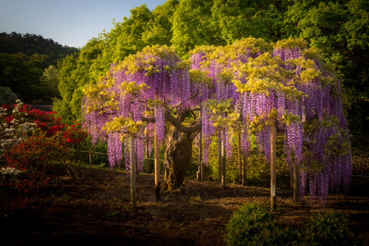 Magnificent cascading wisteria at Ashikaga Flower Park, Japan.