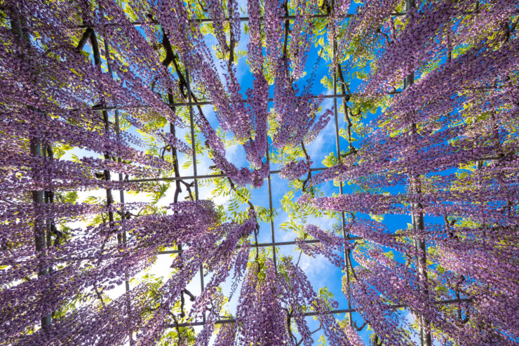 Enchanting Wisteria Tunnel at Ashikaga Flower Park, Japan