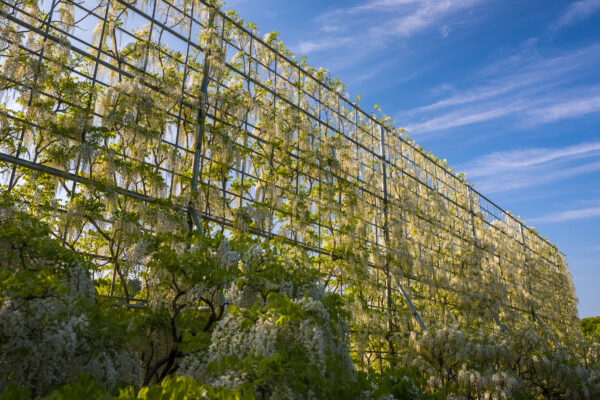 Vibrant wisteria floral tunnel in Japans Ashikaga Park