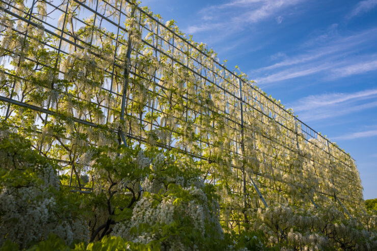 Vibrant wisteria floral tunnel in Japans Ashikaga Park