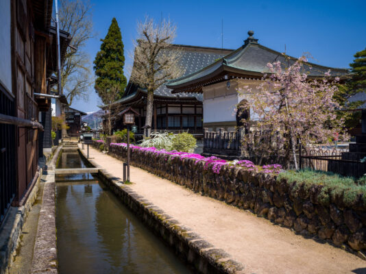 Historic Japanese canal town blossoms beautifully.