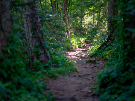 Enchanting Rishiri Island forest trail, Japan