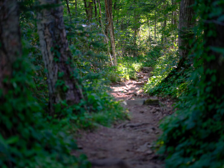 Enchanting Rishiri Island forest trail, Japan