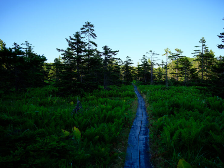 Serene Rishiri Island Walkway, Lush Nature Paradise