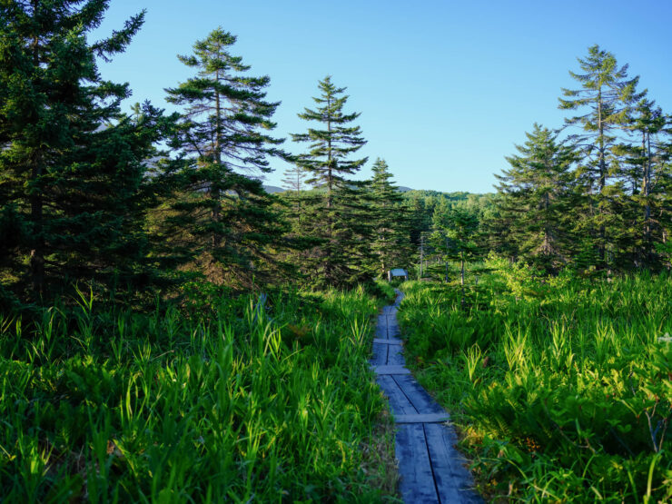 Scenic Rishiri Island Boardwalk, Lush Japan Nature Trail