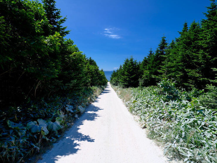 Tranquil Evergreen Forest Trail, Soya Hills