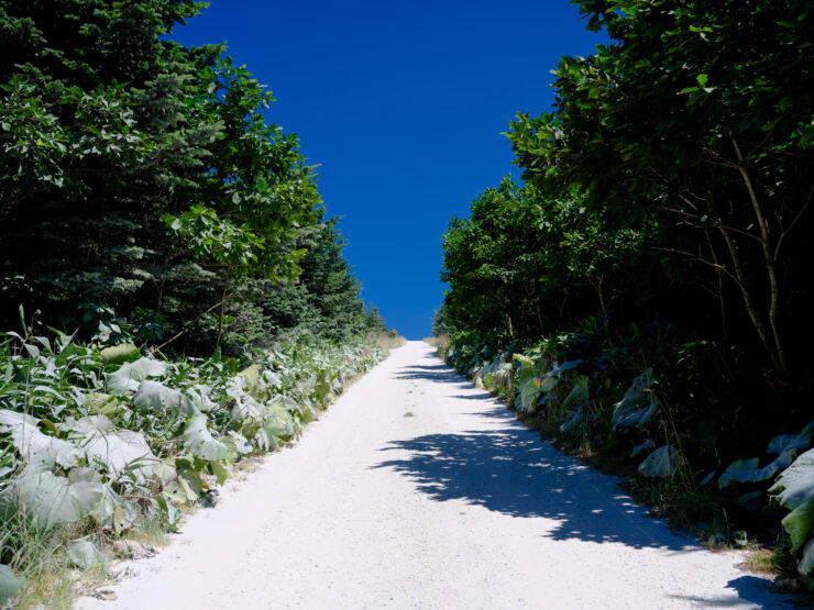 Tranquil forest trail in Soya Hills nature reserve.