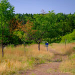Serene Canadian meadow path through autumn trees, showcasing changing seasons.