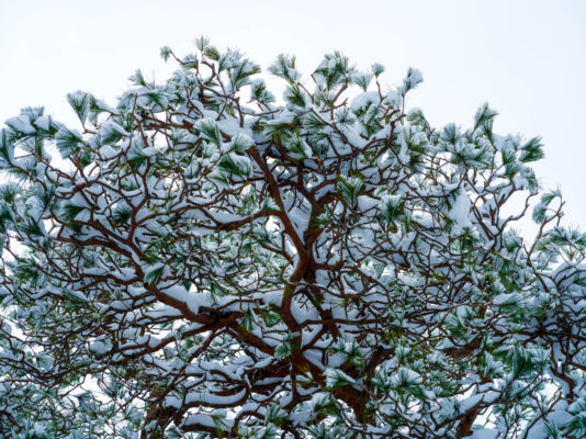 Magical snow-laden tree in historic Magome, Japan.